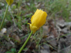 Ranunculus