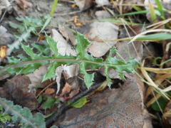 Sonchus asper