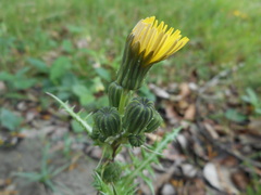 Sonchus asper