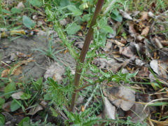 Sonchus asper
