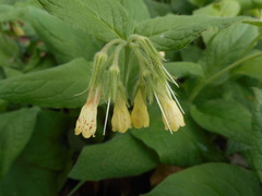 Symphytum tuberosum