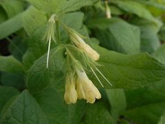 Symphytum tuberosum