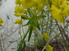 Euphorbia cyparissias