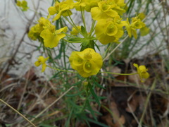 Euphorbia cyparissias