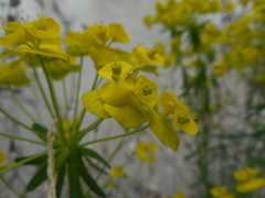 Euphorbia cyparissias