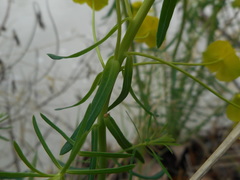 Euphorbia cyparissias