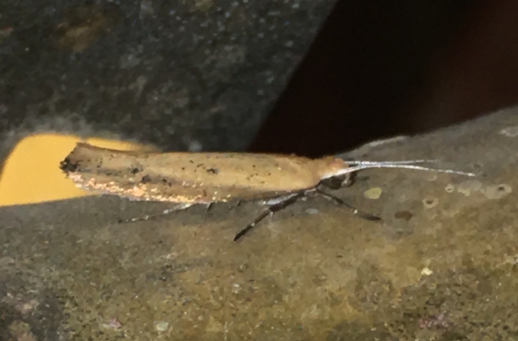 Ypsolopha ochrella