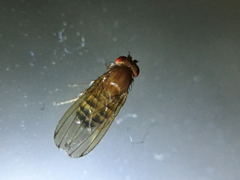 Diptera