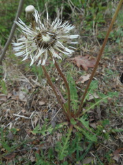 Taraxacum