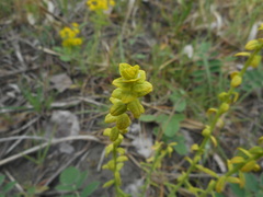 Euphorbia cyparissias