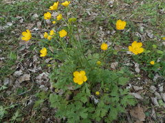 Ranunculus bulbosus
