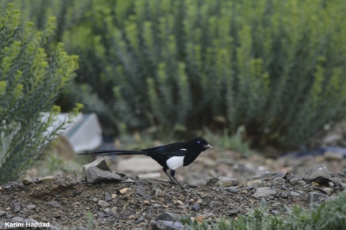 Urraca magrebí (Pica mauritanica)