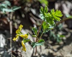 Corydalis flavula