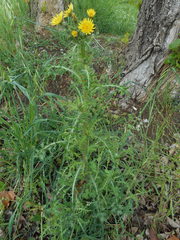 Sonchus asper