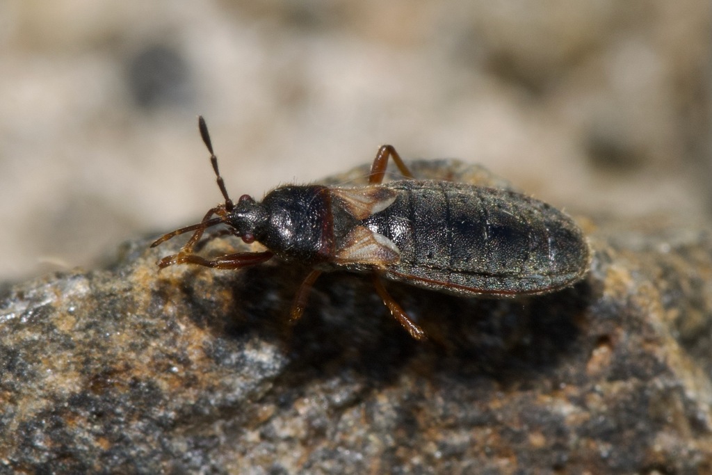 Dimorphopterus blissoides