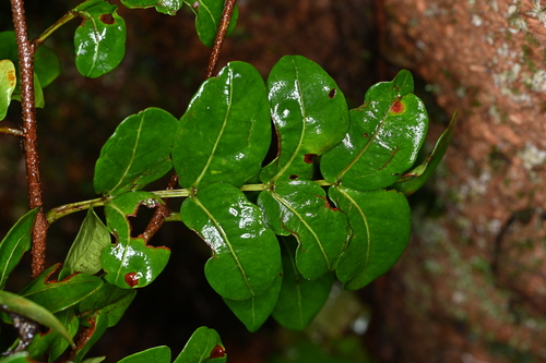 Gracefulleaf Inga (Inga gracilifolia)