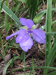 Tradescantia