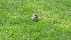 Passer domesticus