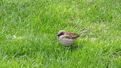 Passer domesticus