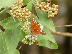 Myscelus amystis