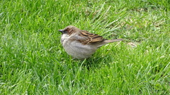 Passer domesticus