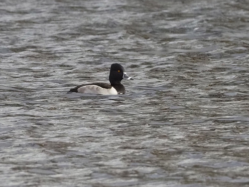 Porrón acollarado (Aythya collaris)