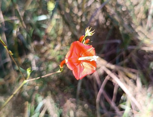 scarlet creeper