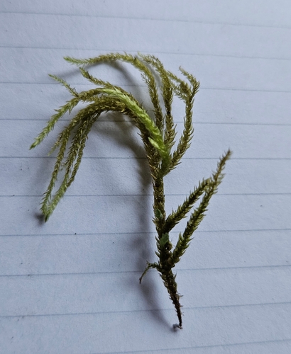 Image of Brachythecium rivulare by (c) Helen Waterman, some rights reserved (CC BY)