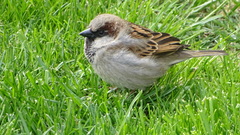 Passer domesticus