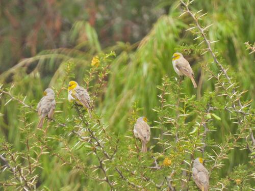 Citron-headed Yellow Finch (Sicalis luteocephala), photo 5