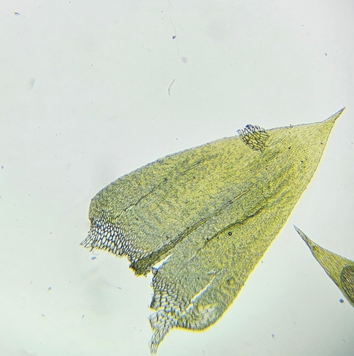 Image of Brachythecium rivulare by (c) Helen Waterman, some rights reserved (CC BY)