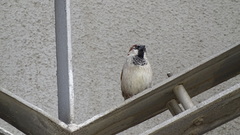 Passer domesticus