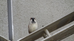 Passer domesticus