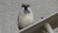 Passer domesticus