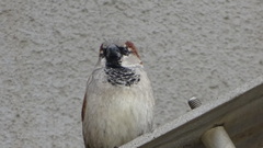 Passer domesticus