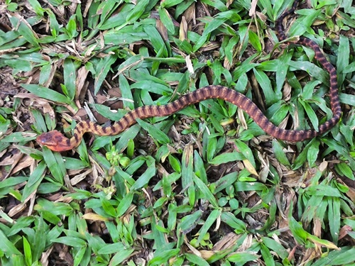 Photo of a Guangxi Cat Snake (Boiga guangxiensis)