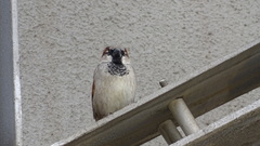 Passer domesticus