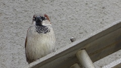 Passer domesticus