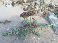 Cymopterus