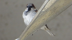 Passer domesticus