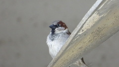 Passer domesticus