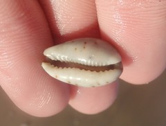 Purpuradusta gracilis