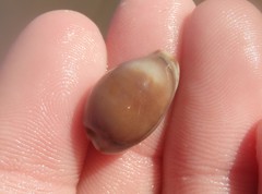 Purpuradusta gracilis