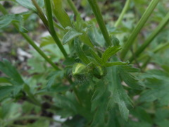 Ranunculus bulbosus