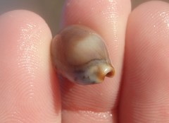 Purpuradusta gracilis