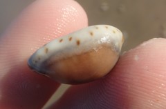 Purpuradusta gracilis