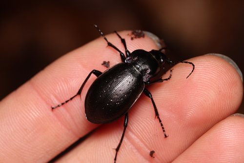 Bronze Ground Beetle, Castricum, Nederland, photo 8 of 10