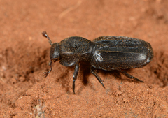 Lecanoderus