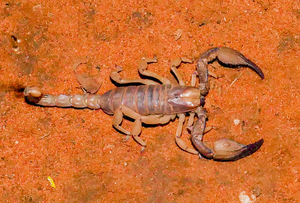 Molope Shiny Burrow Scorpion from Molope Camp site, Südafrika on December 13 ...