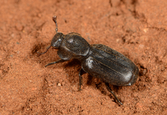 Lecanoderus
